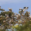 Quang Binh works hard to preserve wild, migratory bird populations