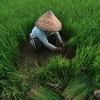 Indonesia targets rice self-sufficiency in 2024