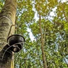 Southeast Asia's rubber producers brace for new EU rules 