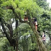 Lai Chau’s ancient tea trees a natural treasure