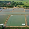 New solutions reduce GHG emissions from shrimp ponds: Research
