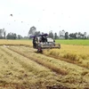 Festival to drive national rice trade