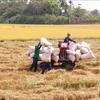 Vietnam’s rice exports hit record high since 1989