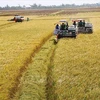 Increasing quality, value of rice shipments to boost exports 