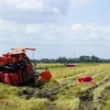 Kien Giang province to expand organic rice cultivation