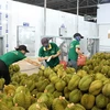 Vietnamese fruits struggle with higher standards