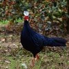 Quang Binh receives support for Edwards's Pheasant conservation