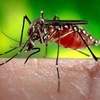 Dengue cases in Laos keep increasing
