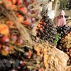 Indonesia to fine palm oil companies operating in forests