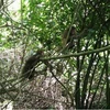 Ten rare monkeys released into the wild at Phong Nha-Ke Bang National Park