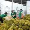 Vietnamese durian exports reel in about 2.22 billion USD