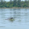 Three rare dolphins spotted in Myanmar