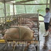C.P. Vietnam partnering with 2,500 Vietnamese farms