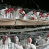 Philippines bans poultry products from two US states