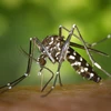 Zika virus cases rise in Northeast Thailand