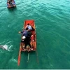 Quang Ninh: Dolphins, whales spotted multiple times around Co To island