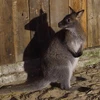 Australian Embassy helps centre with care for suspectedly smuggled wallabies