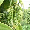 Asia biggest market for Vietnam’s peppercorn: conference
