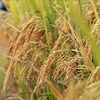 Public-private partnership highlighted in high-quality rice production project