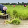 Thailand’s rice exports likely to drop due to El Nino