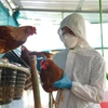 H5N1 bird flu outbreak detected in Laos