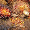 Malaysia's palm oil stocks hit six-month low