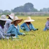Thai farmers advised not to grow off-season rice