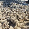 Philippines busts haul of giant clam shells
