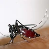 Laos faces increasing risk of dengue fever spread
