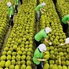 Huge potential for fruit and vegetable exports