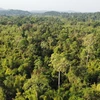 Seminar tackles challenges for Vietnam’s forestry development