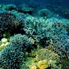 Thailand works to conserve coral reefs