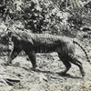 Indonesia seeks more evidence that Javan tiger not yet extinct