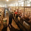 Large livestock businesses are likely to benefit from new regulations