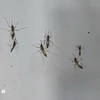 Singapore faces risk of dengue fever outbreak