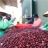 Coffee, pepper prices forecast to keep rising due to supply shortages