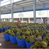 Vietnamese durian accounts for nearly 32% of China’s imports