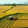PPP important to high-quality, low-carbon rice production: Confab 