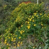 Wild sunflowers in full bloom in mountainous province