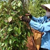 High-tech application in planting black pepper 