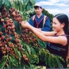 Coffee sector: performance yet to live up to potential