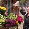 Hanoi streets adorned with lilies 