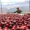 Vietnam boosts production of specialty coffee 