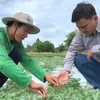 Vietnamese watermelon seeds exported to Japan for first time