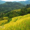 Hoang Su Phi terrace rice fields