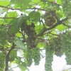 Young farmer makes fortune from grapes