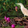 Tram Chim Park home to spectacular diversity of bird species