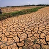 Utmost efforts needed to help Mekong Delta overcome drought