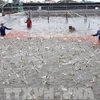 Kien Giang provides identification codes for shrimp farms