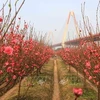 Peach blossoms - a symbol of Lunar New Year